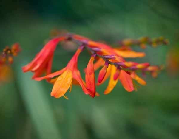 Les plantes voyageuses : les crocosmias