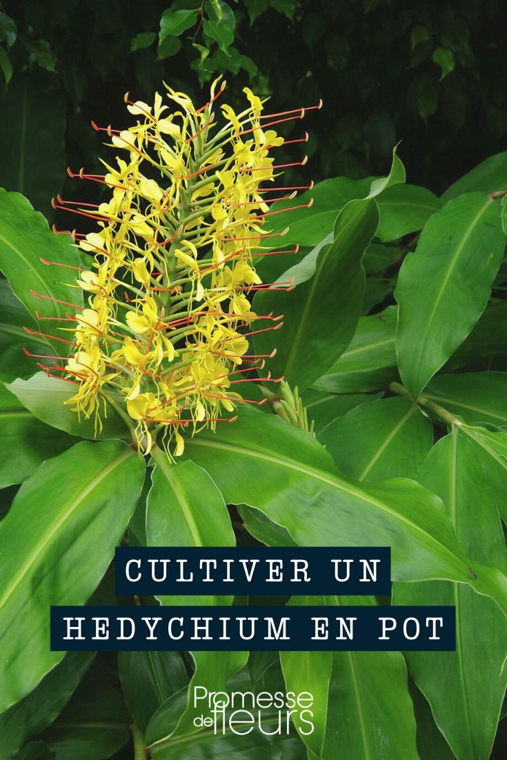 Culture Hedychium Gingembre d'ornement pot bac