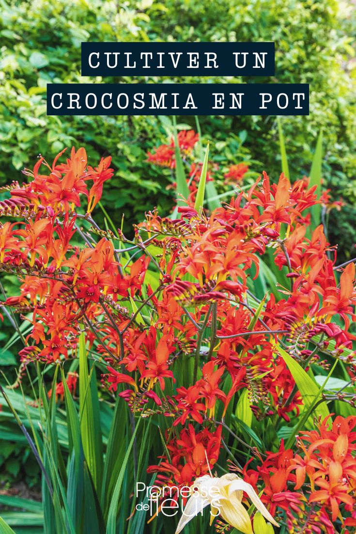 Culture crocosmia pot bac jardinière