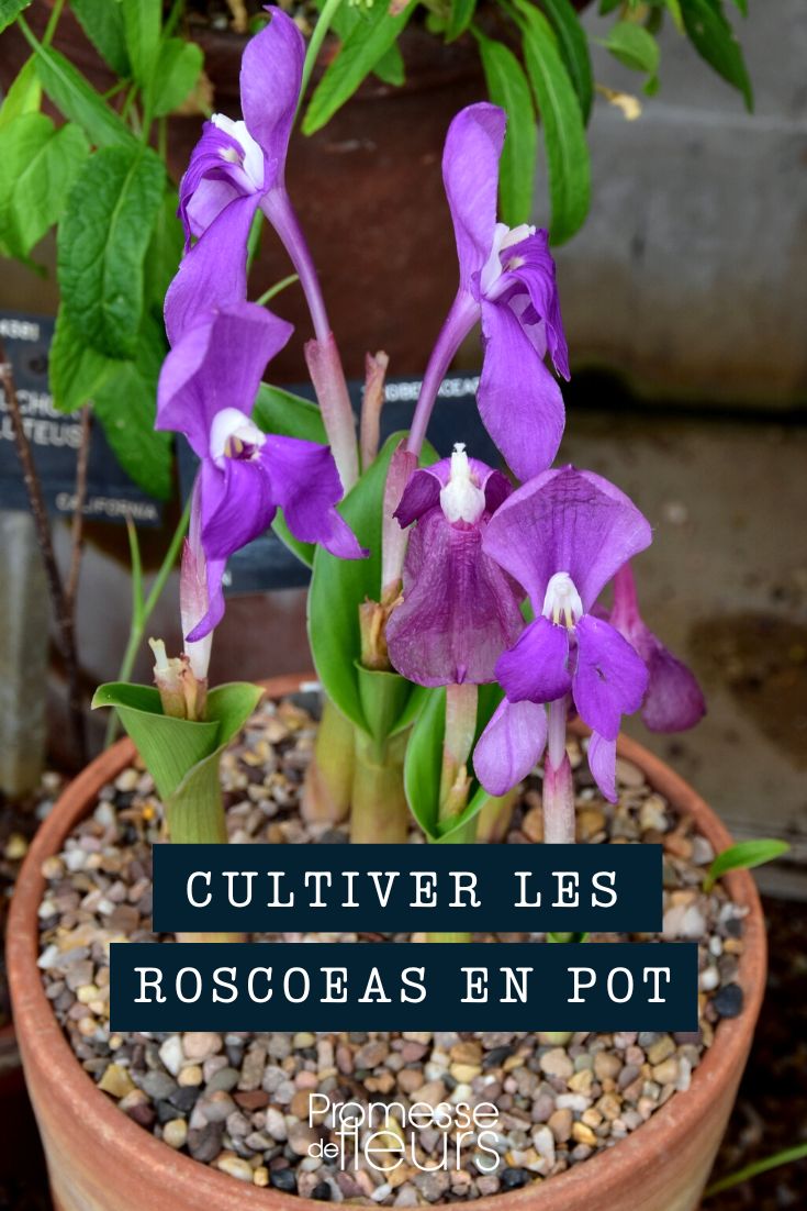 Cultiver les roscoeas en pot