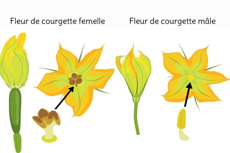 Comment polliniser manuellement des fleurs de courgettes, polliniser à la main fleur courgette