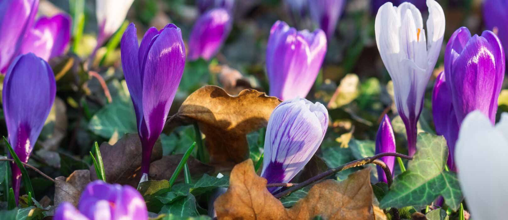 Petits bulbes et plantes couvre-sol, un duo gagnant