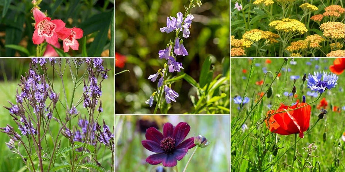 Inspiration pour associer le Galega : jardin naturaliste