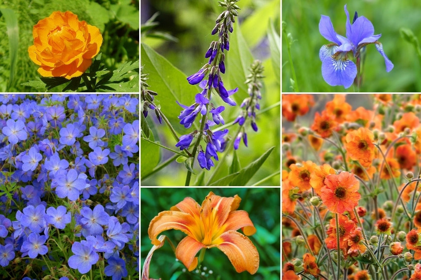 Associer le Galega : avec des couleurs complémentaires, bleu et orange