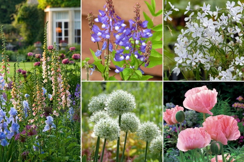 Associer le Galega : dans un jardin de cottage