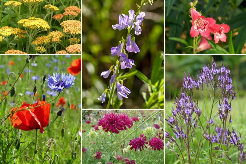 Associer le Galega : dans un jardin naturaliste