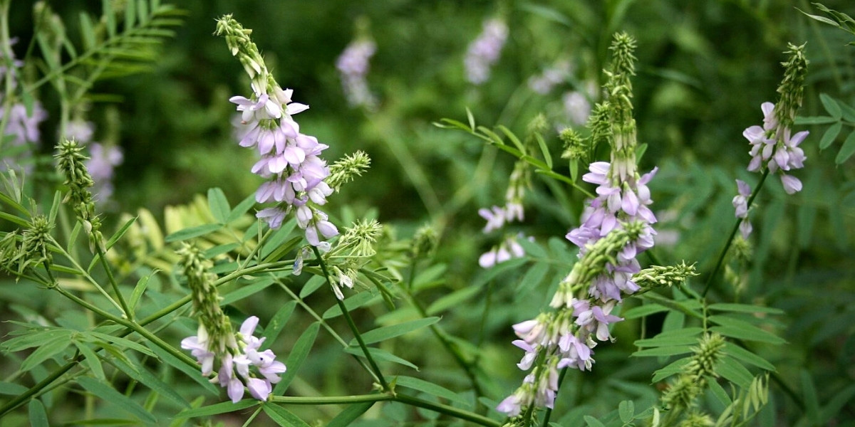 La floraison du Galega officinal, ou Rue des chèvres