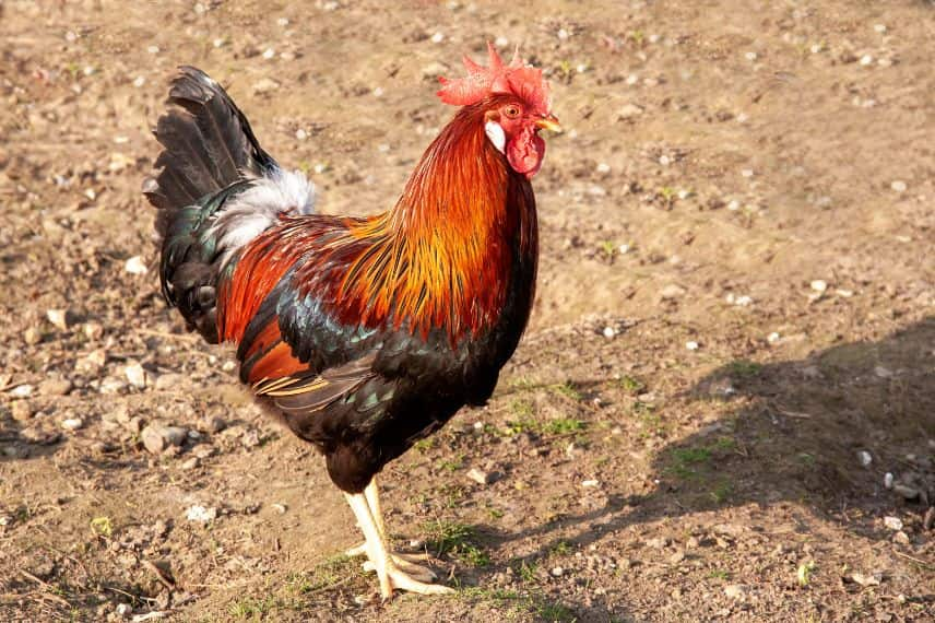 le coq Gaulois