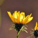 Grindelia : Plantation, culture, entretien