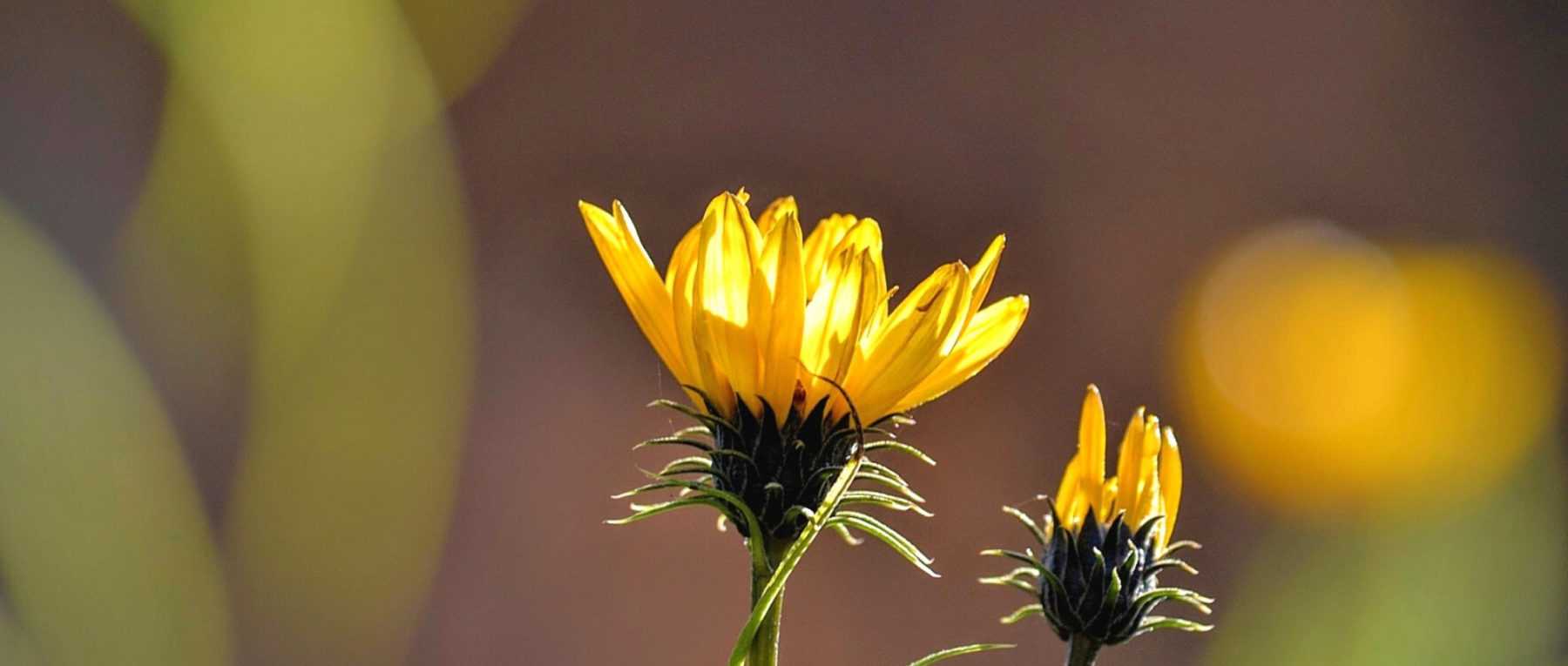 Grindelia : Plantation, culture, entretien