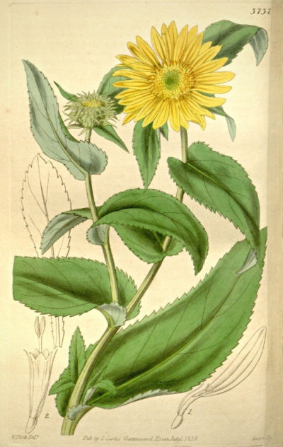 Planche botanique représentant le Grindelia