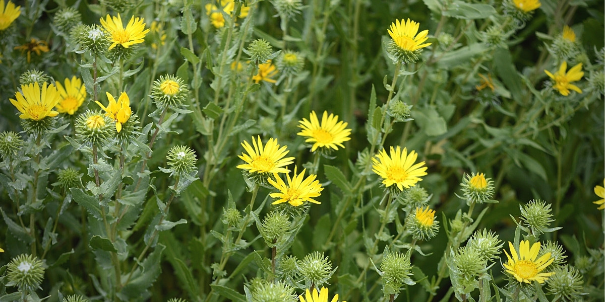 Les fleurs jaunes du grindelia