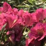 7 Alstroemeria à fleurs roses
