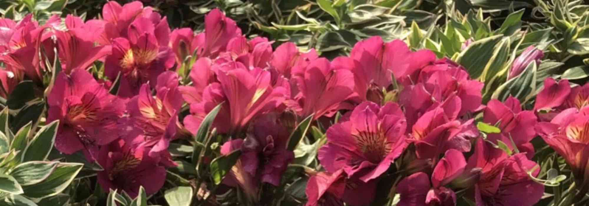 7 Alstroemeria à fleurs roses