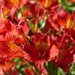 12 Alstroemeria à fleurs rouges