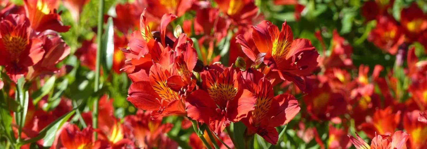 12 Alstroemeria à fleurs rouges