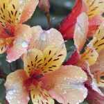 Alstroemeria : les plus belles variétés