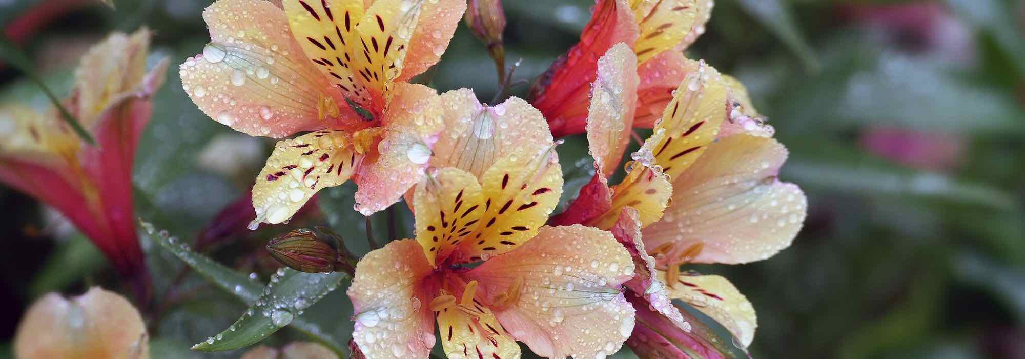 Alstroemeria : les plus belles variétés