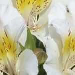 8 Alstroemeria à fleurs blanches