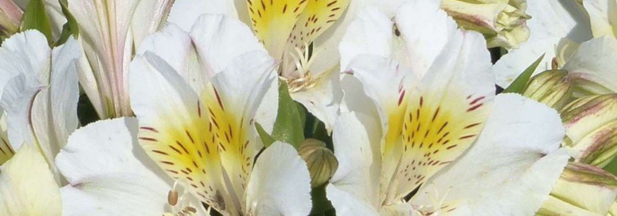 8 Alstroemeria à fleurs blanches