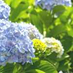 Hortensia : le sauver après un coup de chaud