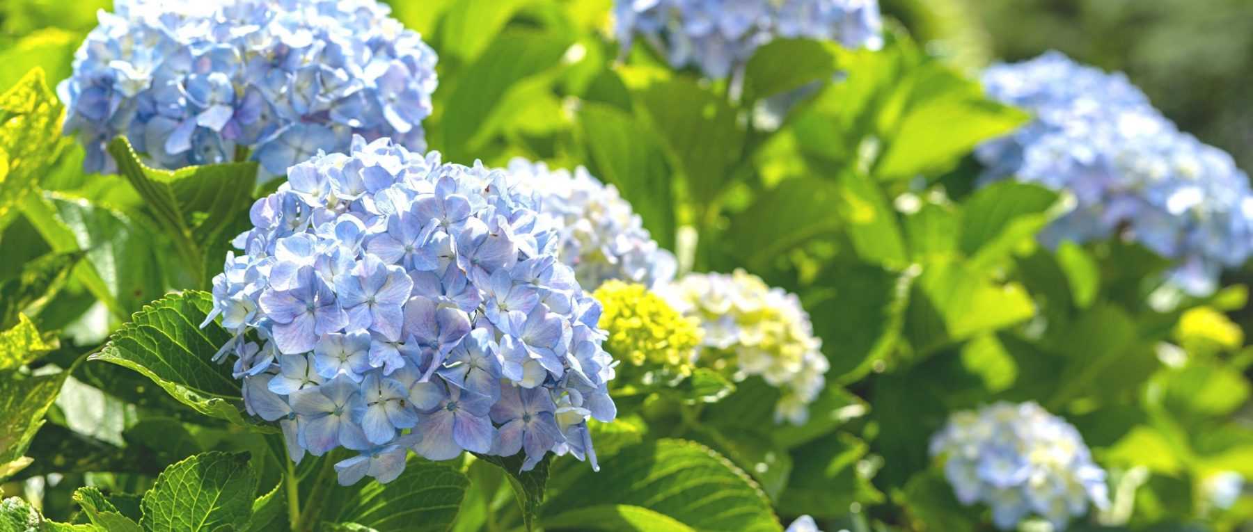 Hortensia : le sauver après un coup de chaud