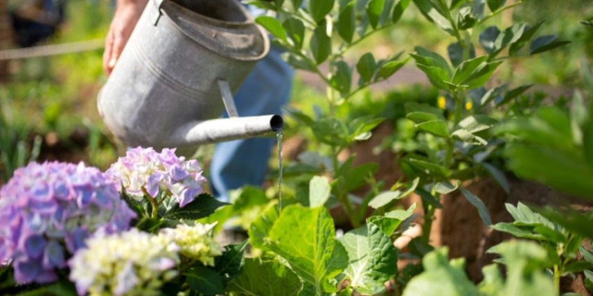 Sauver un hortensia après un coup de chaud : L'arroser généreusement