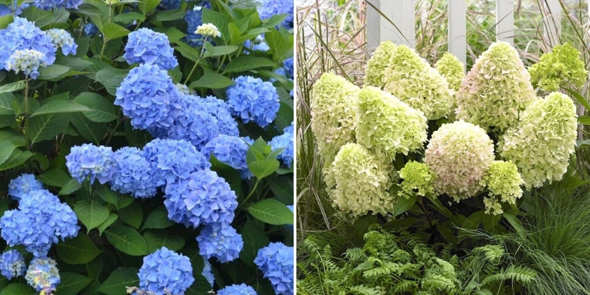 Cultiver les hortensias à la bonne exposition