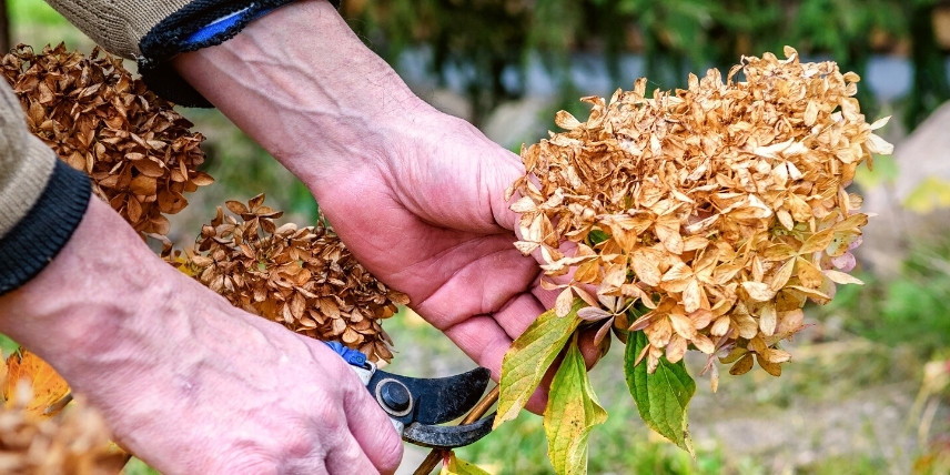 Sauver un hortensia après un coup de chaud : retirer les fleurs fanées