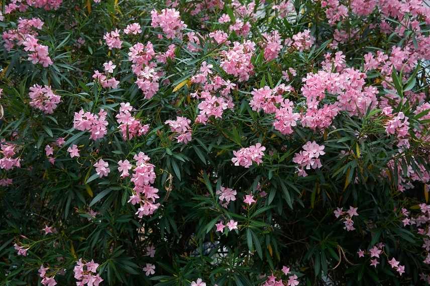 conseils laurier rose, laurier rose comment bien le cultiver, laurier rose erreurs, laurier rose plantation