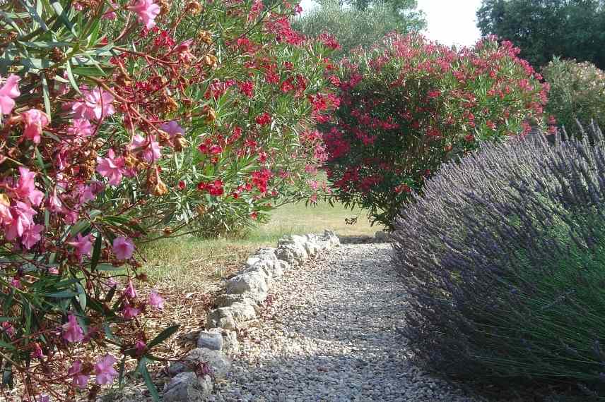 laurier rose comment bien le cultiver, laurier rose erreurs, laurier rose plantation