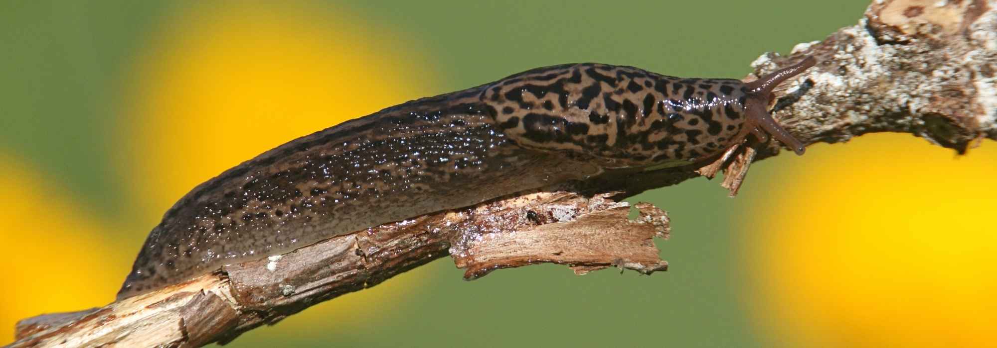 Alliée du jardinier : la limace léopard