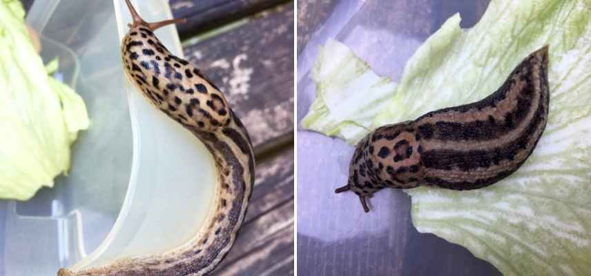 Limace leopard, limax maximus,, auxiliaire jardin, limace auxiliaire