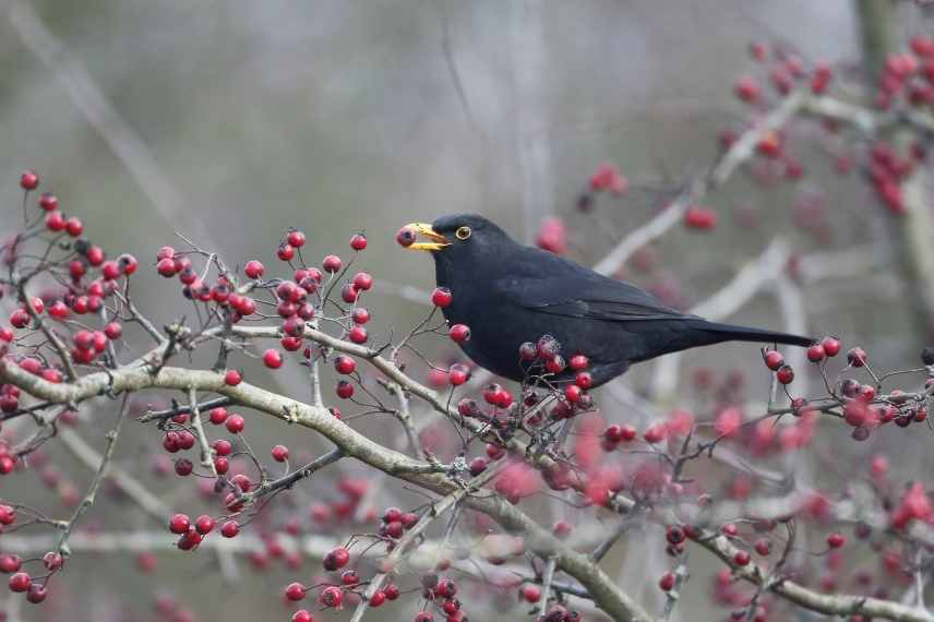 Merle noir, turdus merula, auxilliaire jardin, oiseau auxiliaire