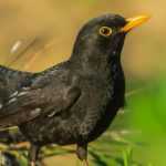 Oiseau noir au bec orange : découvrez le merle noir !