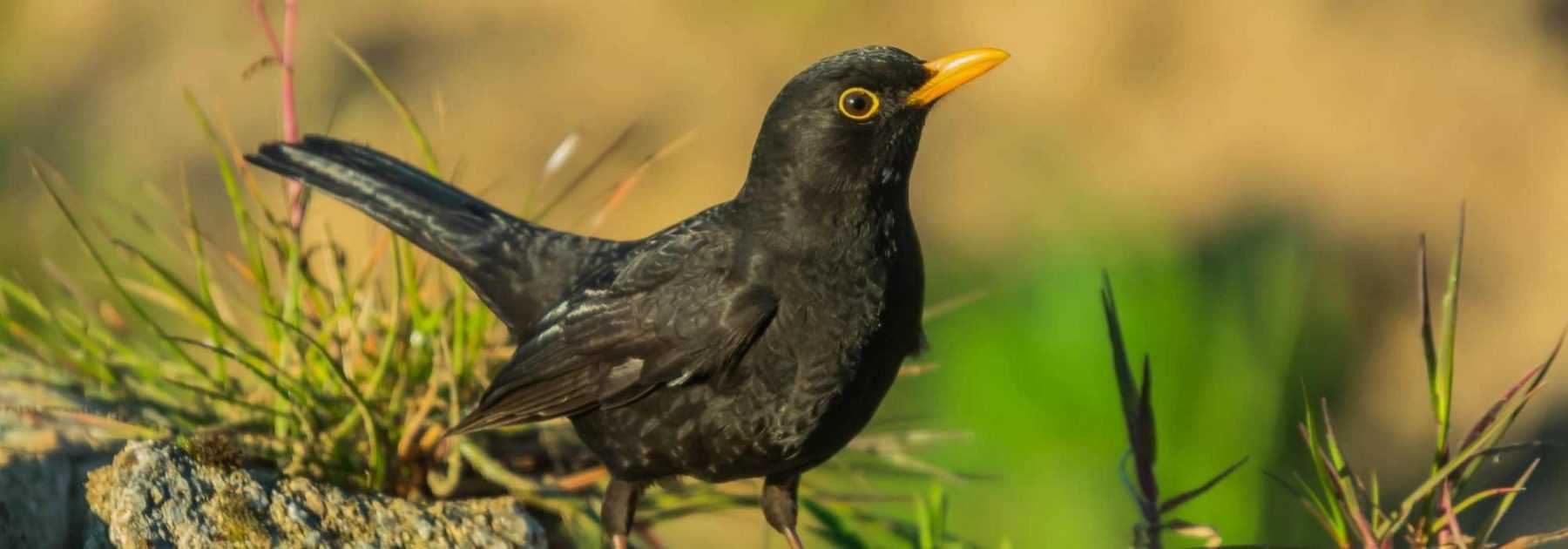 Oiseau noir au bec orange : découvrez le merle noir !