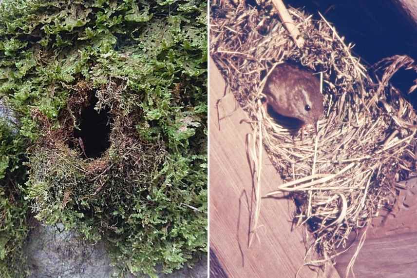 Troglodyte mignon, troglodytes troglodytes, oiseau de nos jardins