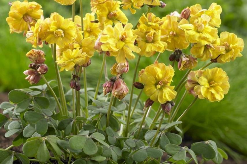 Oxalis 'Double Trouble'