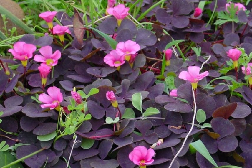 Oxalis pourpre