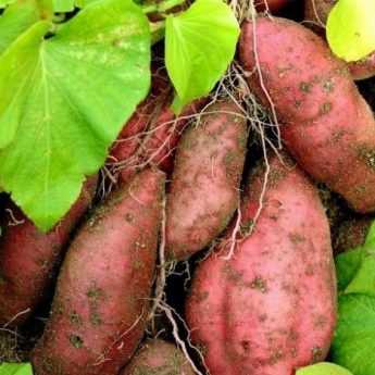 Les plantes voyageuses : la patate douce