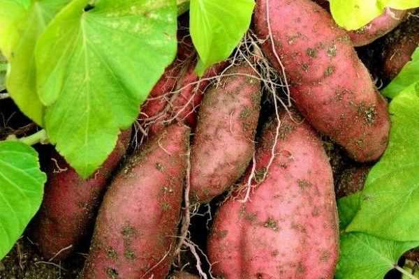 Les plantes voyageuses : la patate douce