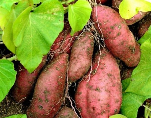 Les plantes voyageuses : la patate douce