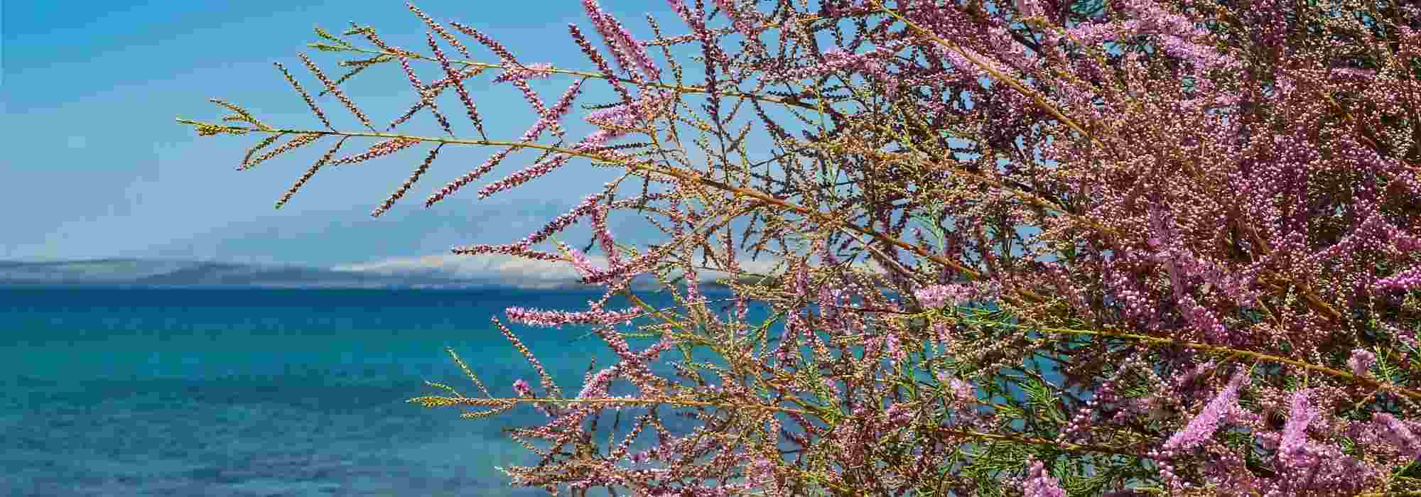 Les plantes résistantes aux embruns