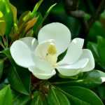 Les plantes voyageuses : le magnolia