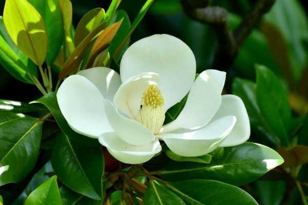Les plantes voyageuses : le magnolia