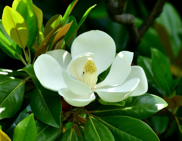 Les plantes voyageuses : le magnolia