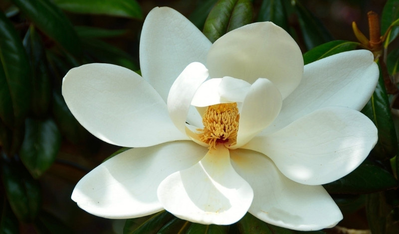 Les fleurs du magnolia : une floraison primitive