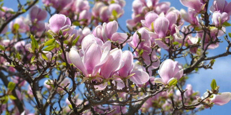 La floraison du Magnolia de Soulange