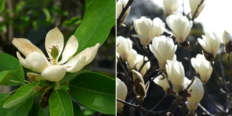 Les fleurs du Magnolia virginiana et du Magnolia denudata