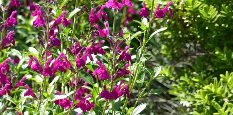 Sauges arbustives : plantation, conseils d'entretien - Promesse de Fleurs